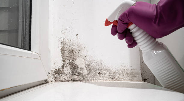 Best 24-hour water damage restoration  in USA